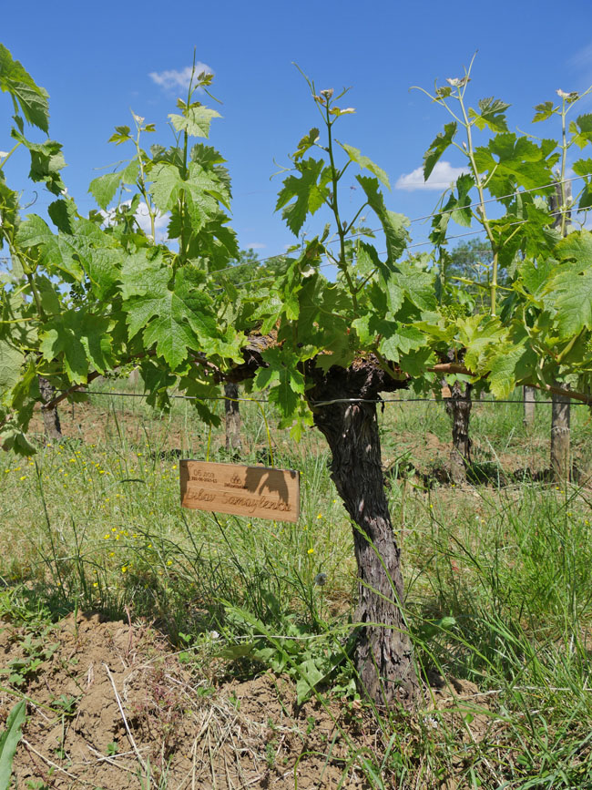 Виноградник на урожай